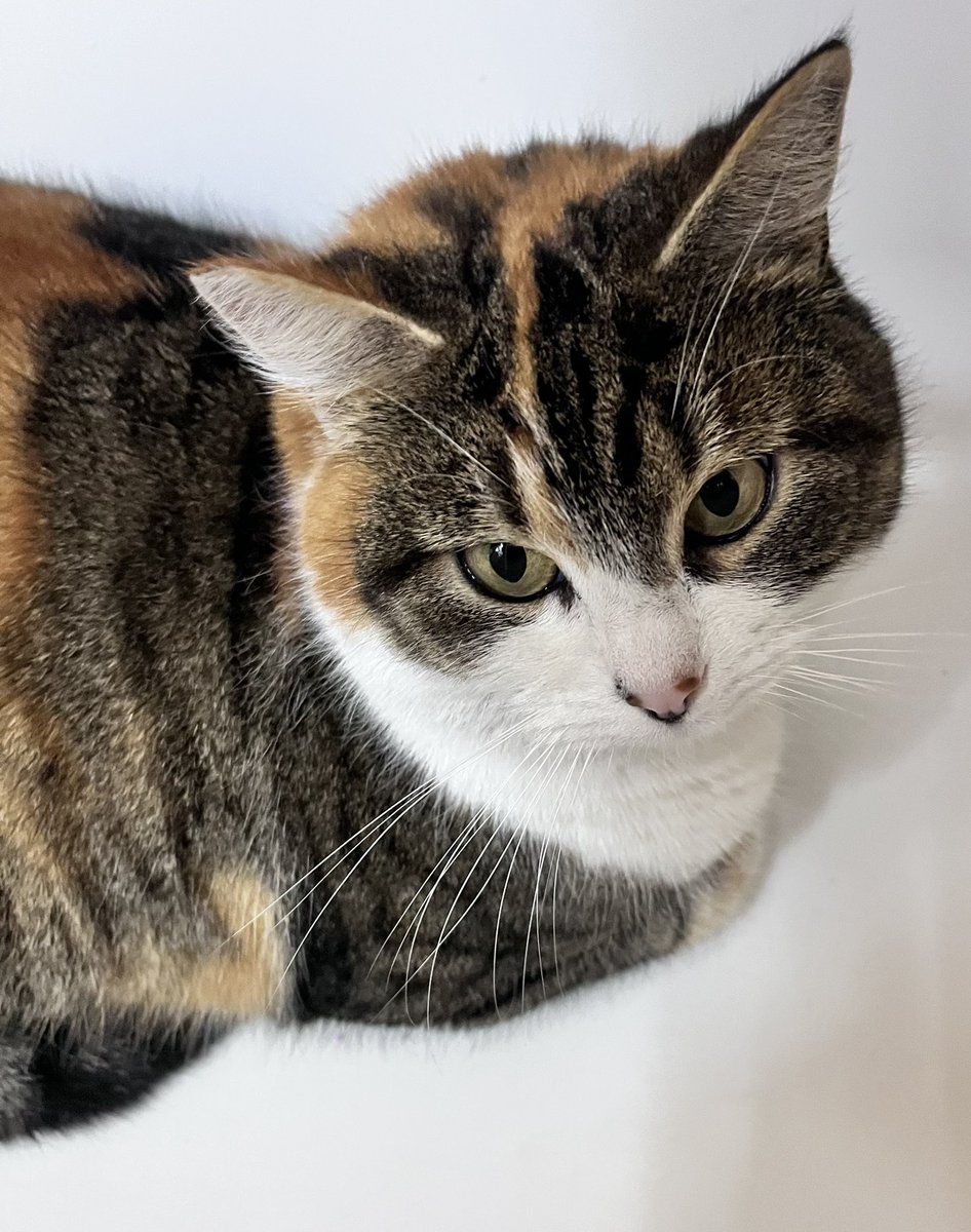 j𐙚ssi tweet media