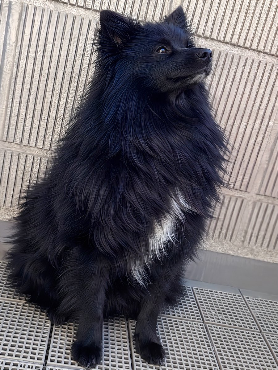 ちょーかっこいーぬ tweet media