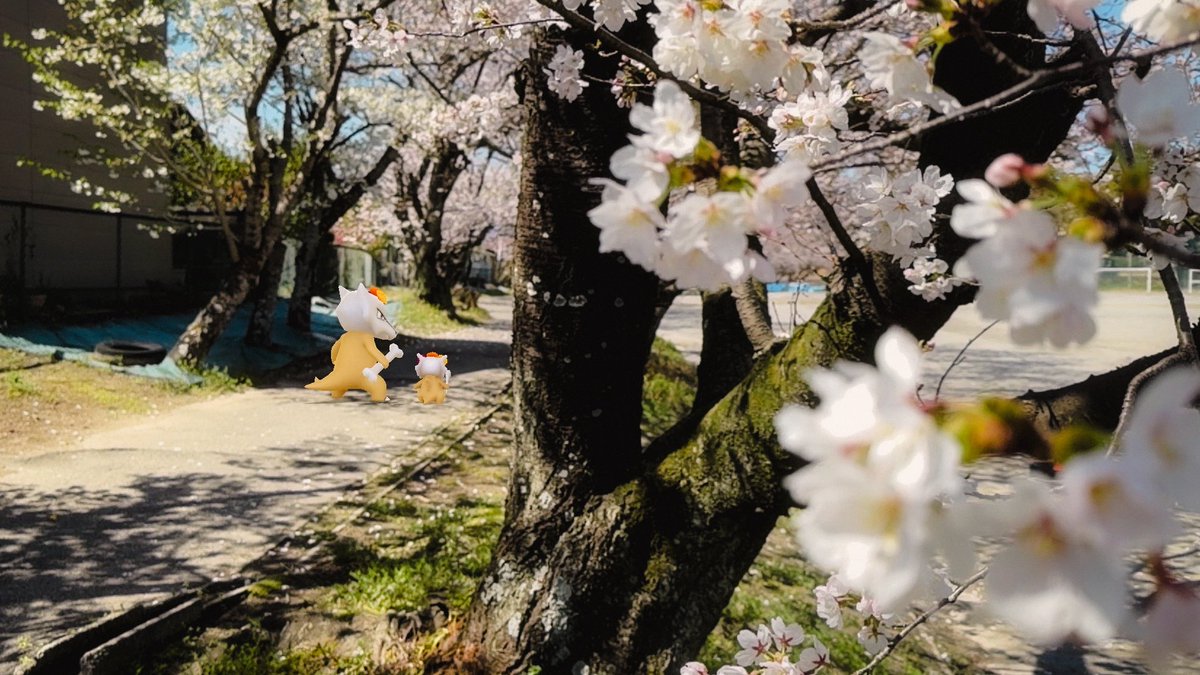 isanapokego's tweet image. 【 お母さんと歩く桜の道 】

#GOsnapshot
#GOsnapshotCelebration
#ARofTheDay