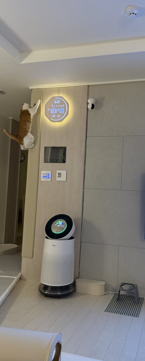 우리집 고양이 빵식이 tweet media