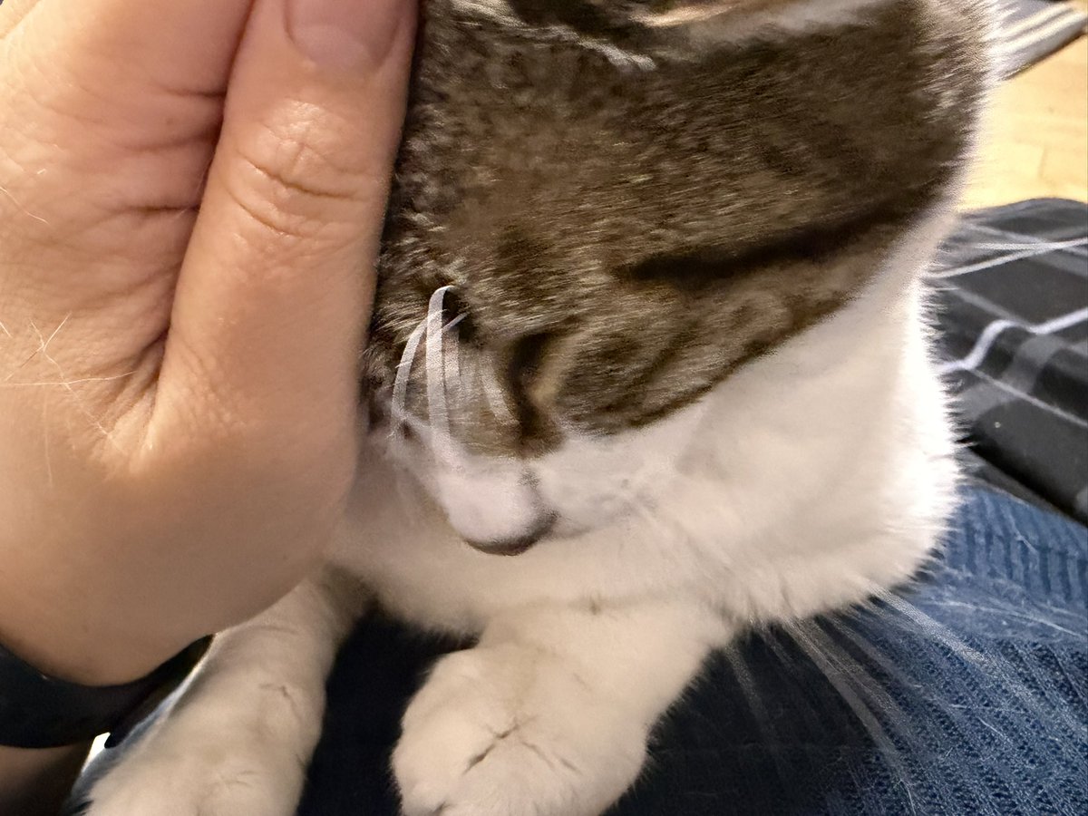 浅葉りとこ🐈⬛コミティア155こ16b tweet media