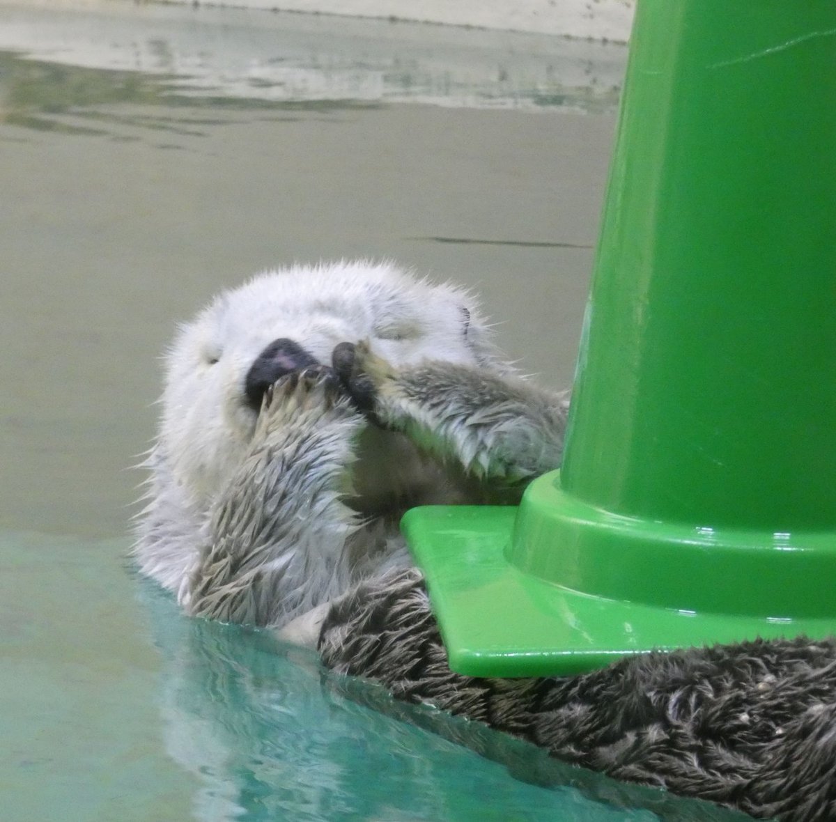 らきたん tweet media