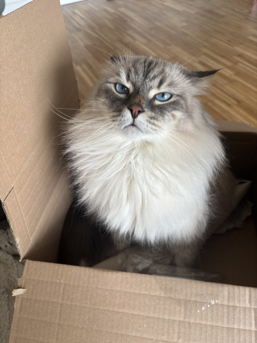 чипсовый контент tweet media