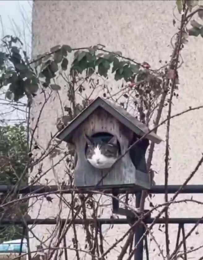 Kuncahyo tweet media