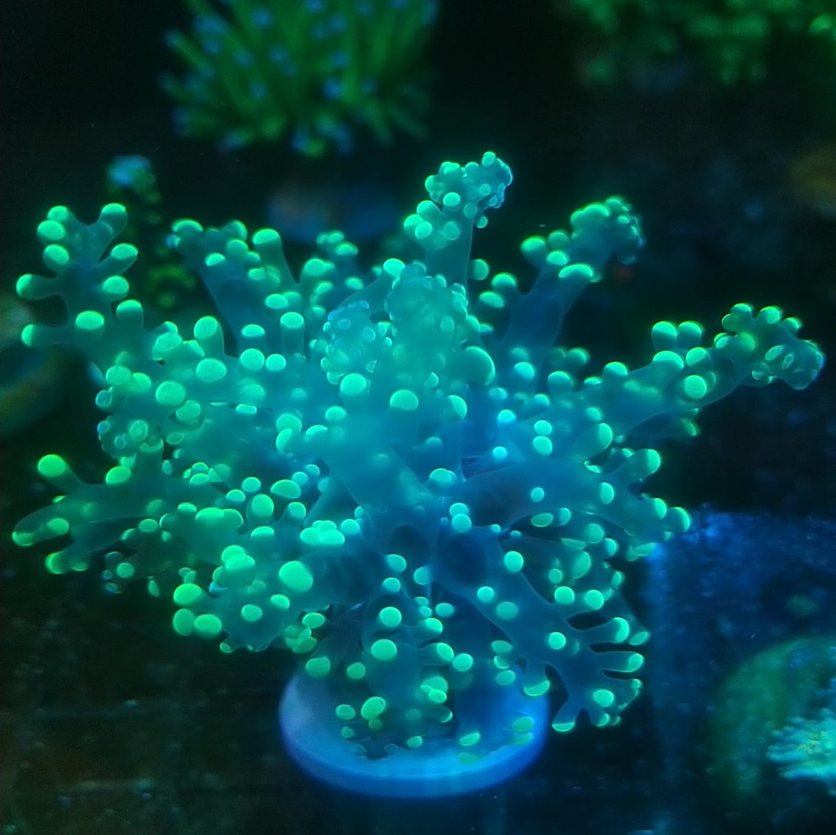 けみがわ観賞魚✨️アクアフェスタ5/10 tweet media