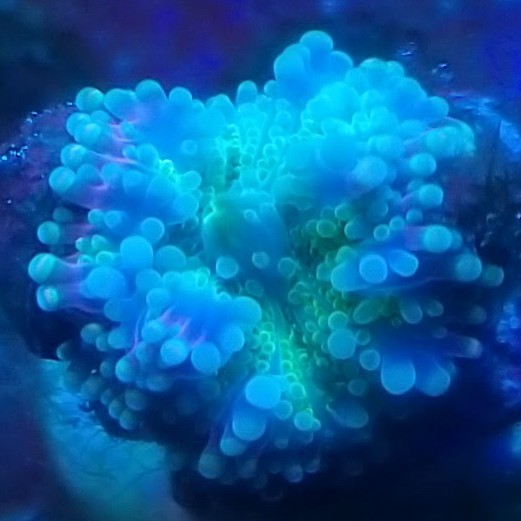 けみがわ観賞魚✨️アクアフェスタ5/10 tweet media