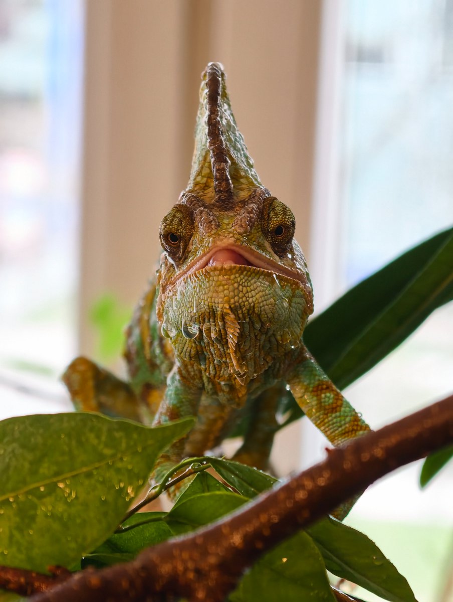 Radim Fichtner🦎 tweet media