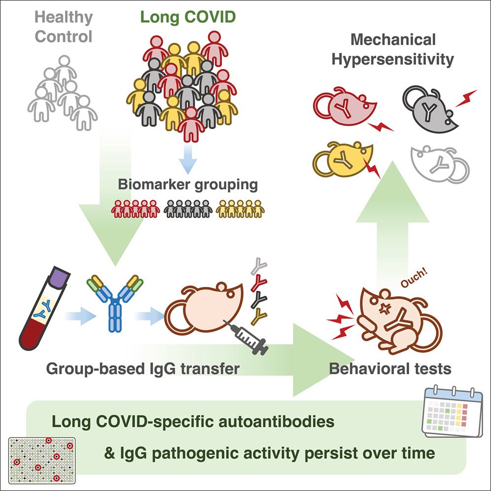 vipintukur's tweet image. Can #LongCOVID be driven by antibodies?

A New study shows:

➡️ IgG from LongCOVID patients can transfer symptoms to mice

➡️ Strong evidence for a causal immune mechanism  

➡️ Key finding:

Mice injected with LongCOVID IgG developed persistent pain-like hypersensitivity

➡️ Not