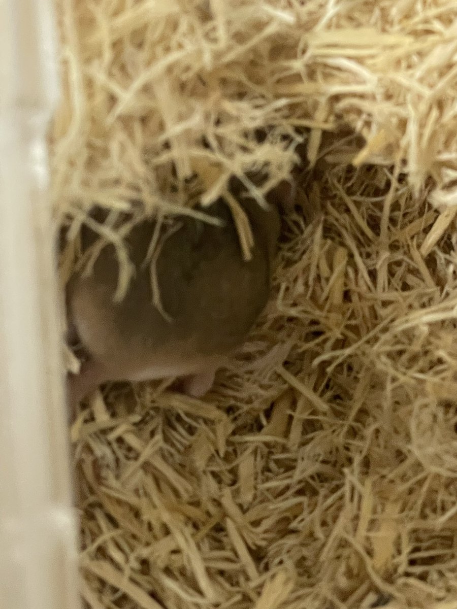 くるくるBox tweet media