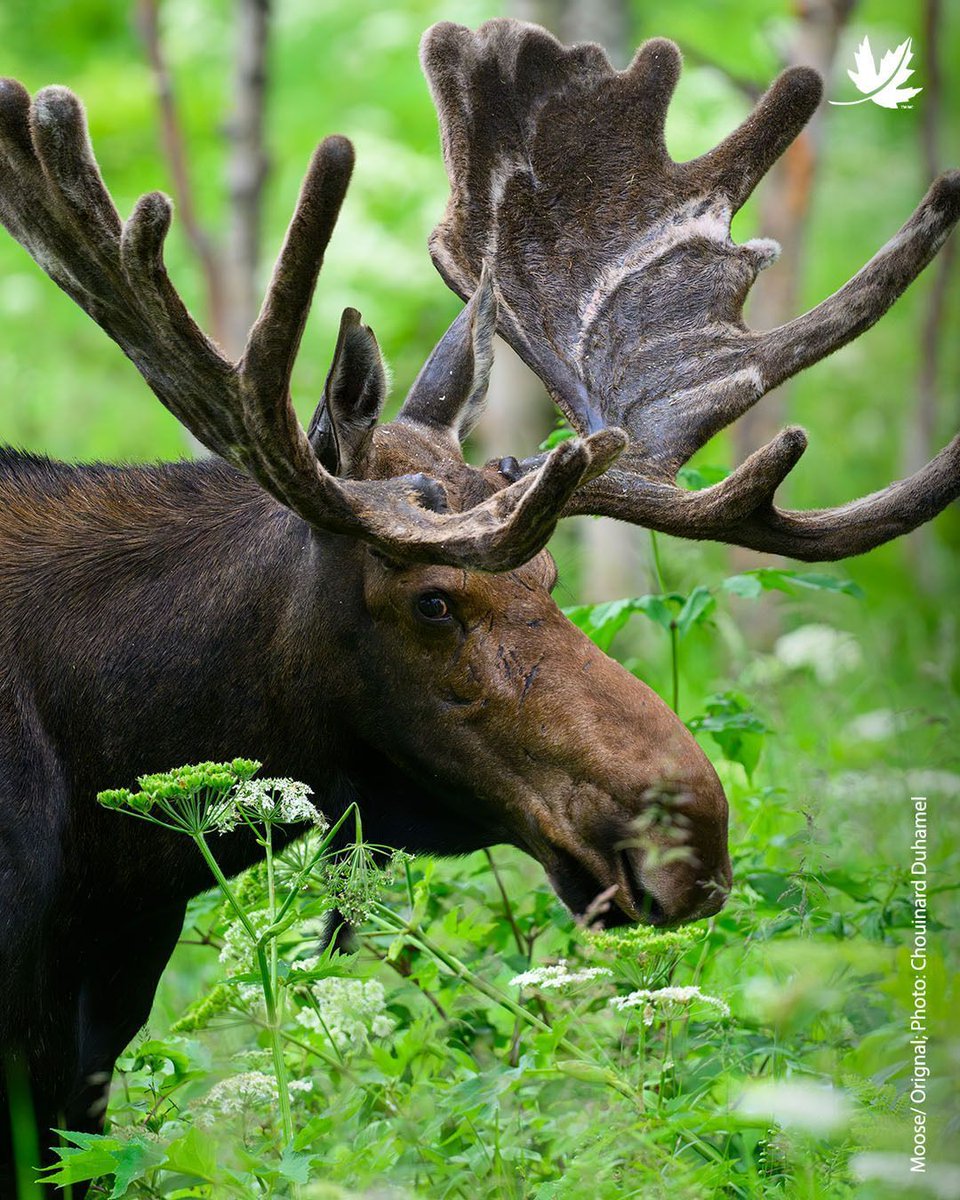 NatureConservancy.ca | Conservationdelanature.ca tweet media