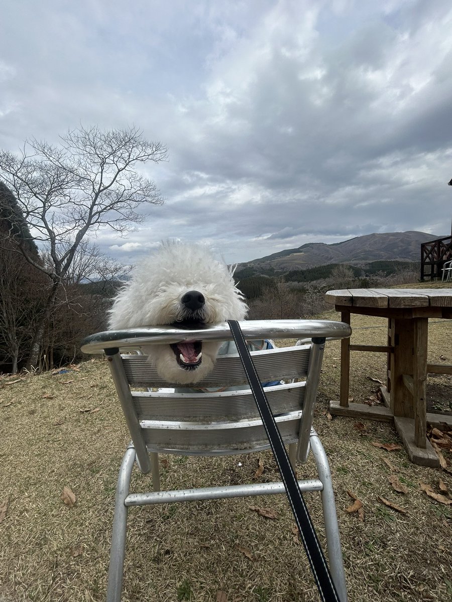 はんぺん🍢陽気な犬 tweet media