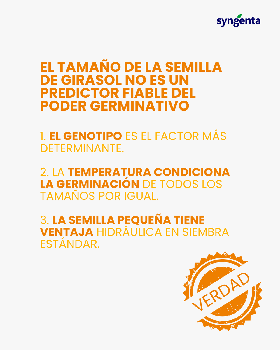 SyngentaES's tweet photo. 🟢 Hoy vamos a desmentir uno de los mitos más comunes sobre las semillas de girasol: la importancia del calibre.

❌ Mito: “Las semillas grandes germinan mejor que las pequeñas.”
✔️ Realidad: ¡No siempre! Las semillas relativamente pequeñas suelen germinar y desarrollarse más rápido, absorben agua más eficientemente y emergen antes que las grandes.

Lo que realmente influye en la germinación: 👇🏻
✅Temperatura. 🌡️ 
✅ Velocidad de absorción de agua. 💧 
✅ Profundidad de siembra. 📏 
✅ Genotipo y madurez fisiológica. 🧬 

Conclusión: el tamaño de la semilla no es un predictor fiable del poder germinativo.

1️⃣ El genotipo es el factor más determinante. 
2️⃣ La temperatura afecta la germinación de todos los tamaños por igual. 
3️⃣ La semilla pequeña tiene ventaja hidráulica en siembra estándar. 

👀 OJO: No te guíes solo por el tamaño, evalúa genotipo, condiciones de siembra y manejo hídrico: https://t.co/L9XOw7XDcP