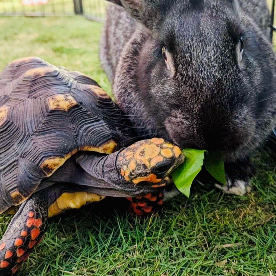 Once In A Wild tweet media