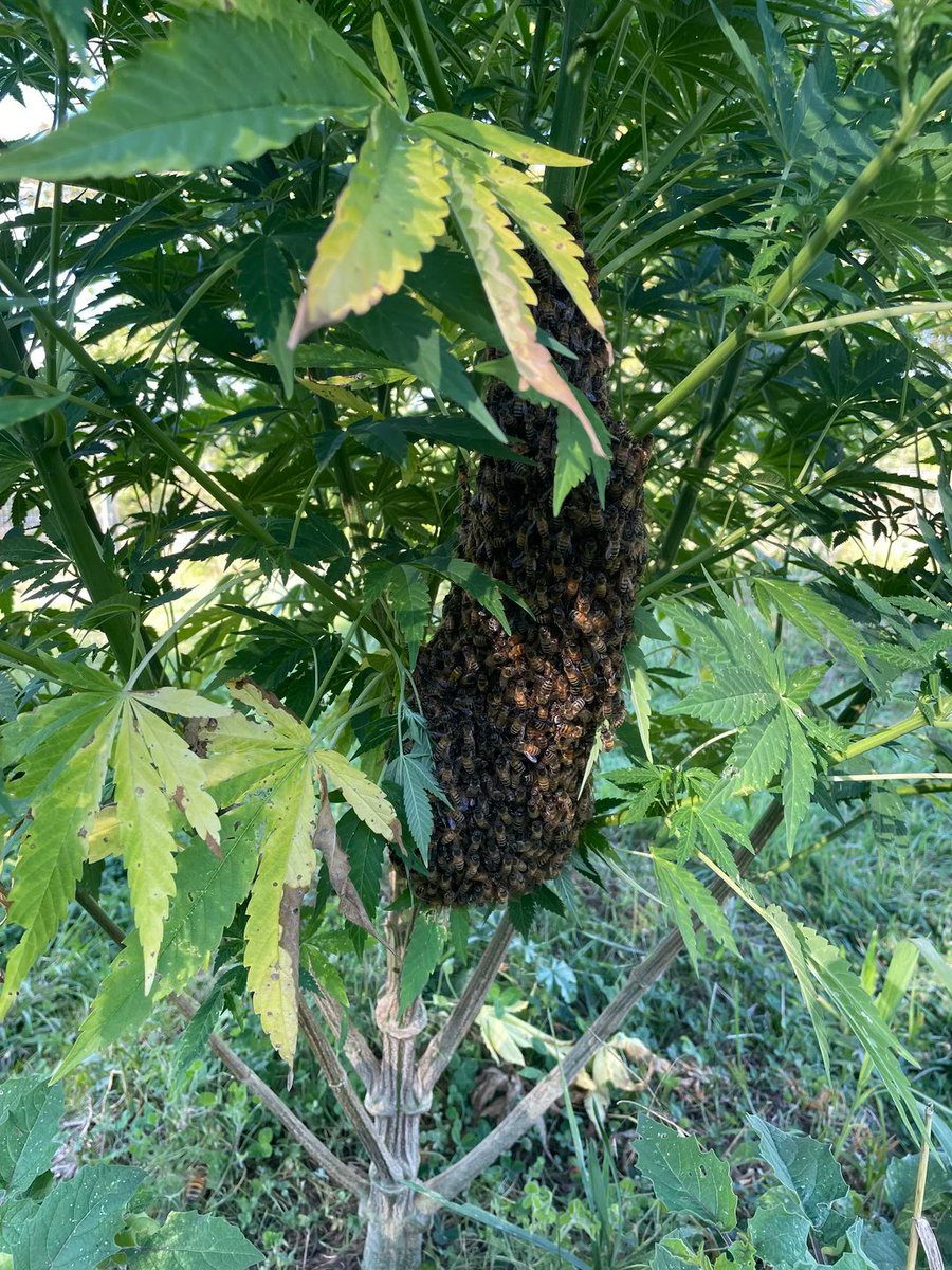 Spliff Seeds ® tweet media