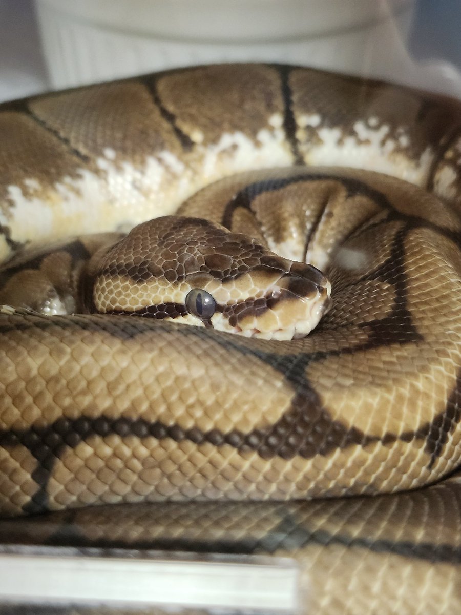 へびっこ母ちゃん tweet media