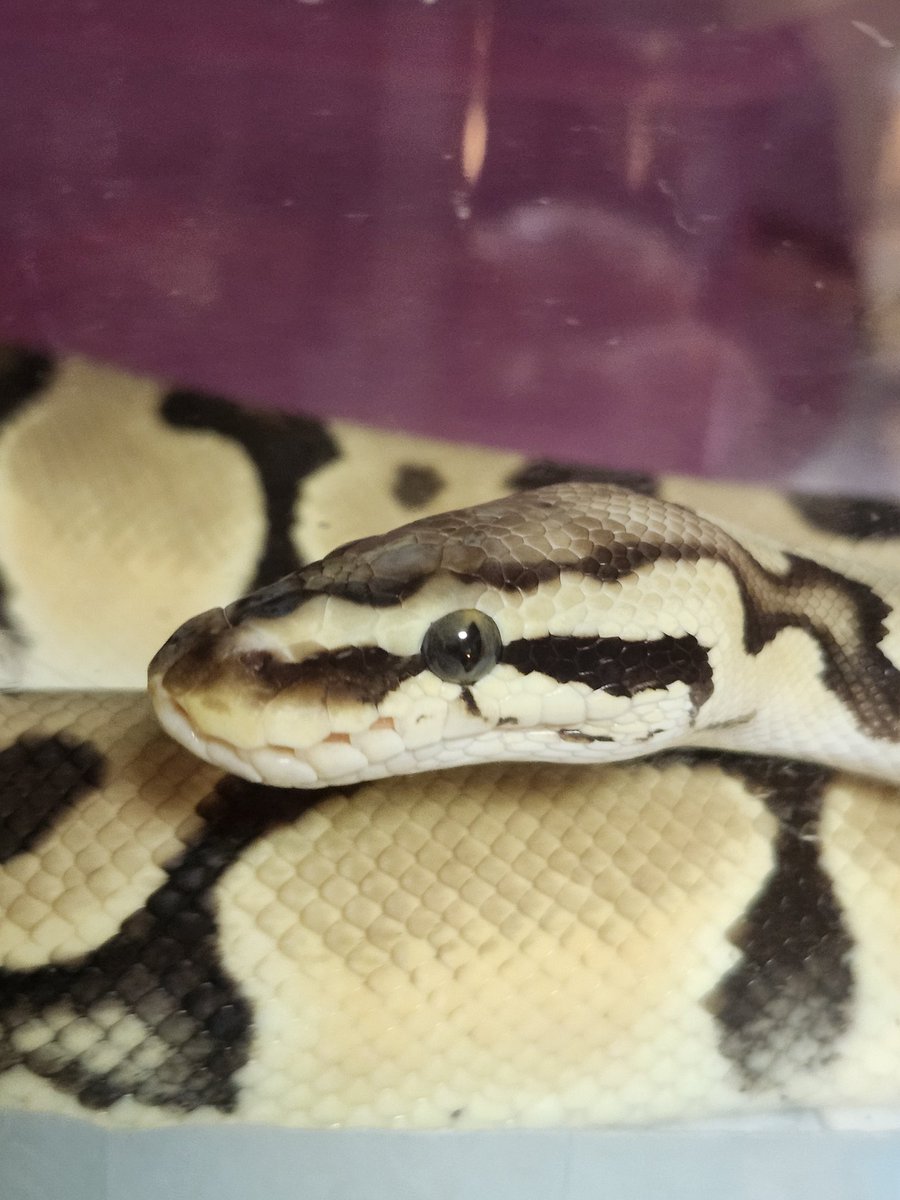 へびっこ母ちゃん tweet media