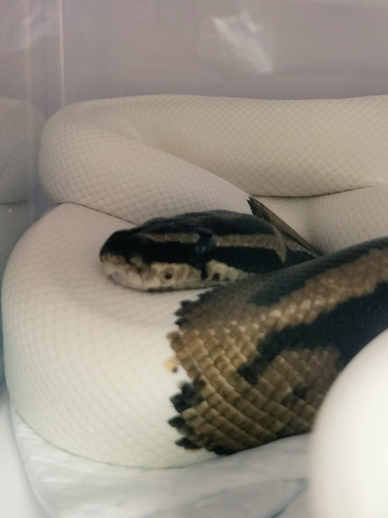 へびっこ母ちゃん tweet media