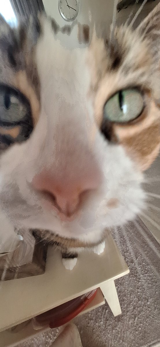 🌙 Lillie / Emil / Tooth ✨ tweet media