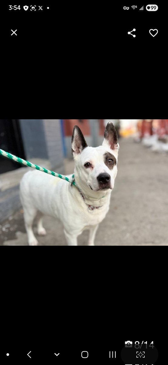 Julie🌻🐾 tweet media