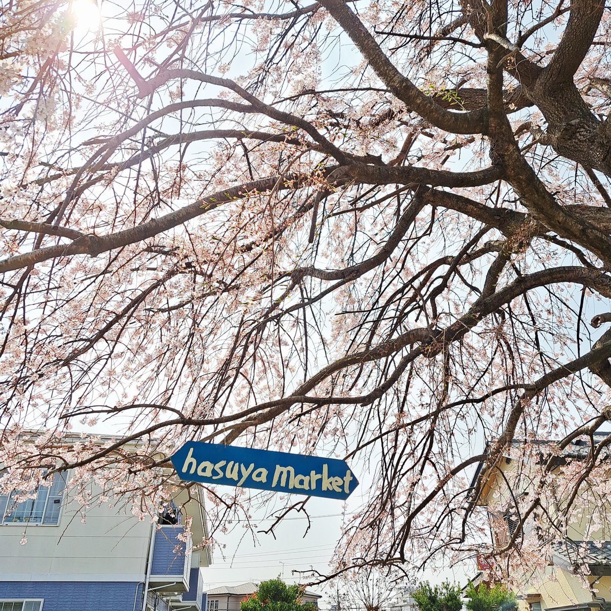 otenkishama's tweet photo. 3月ラストのイベントが終了しました！
楽しかったー🥰
忙しい日々の中で､桜とミモザが咲くお庭でのこちらのイベントは心がほっこり癒される素敵空間でございました♪
 #松戸  #ハンドメイドイベント https://t.co/jlfNDTnta7