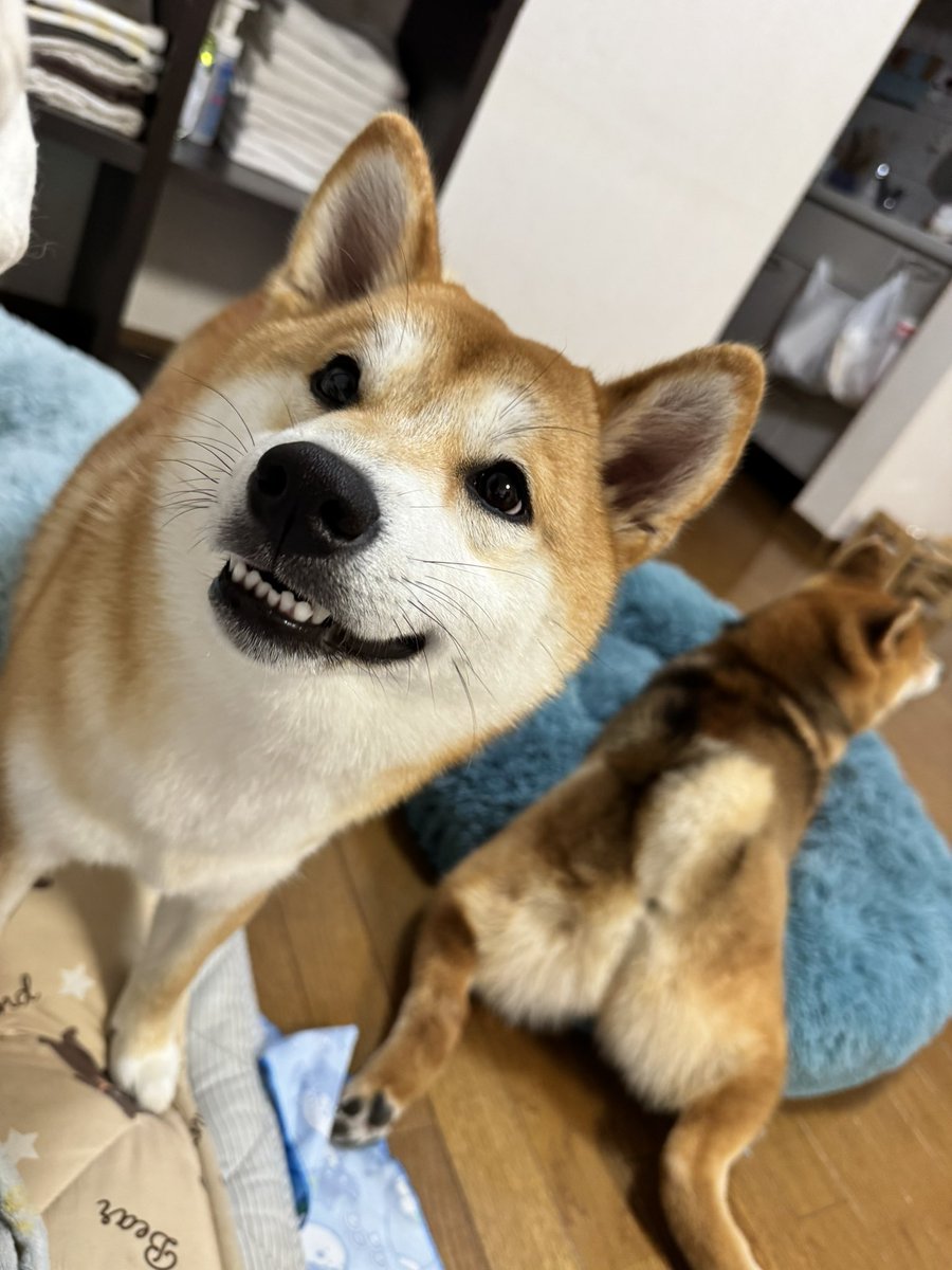 柴犬くう🌈くまとら時々大工 tweet media