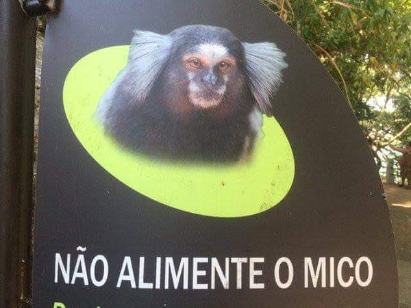 Rã na montanha tweet media