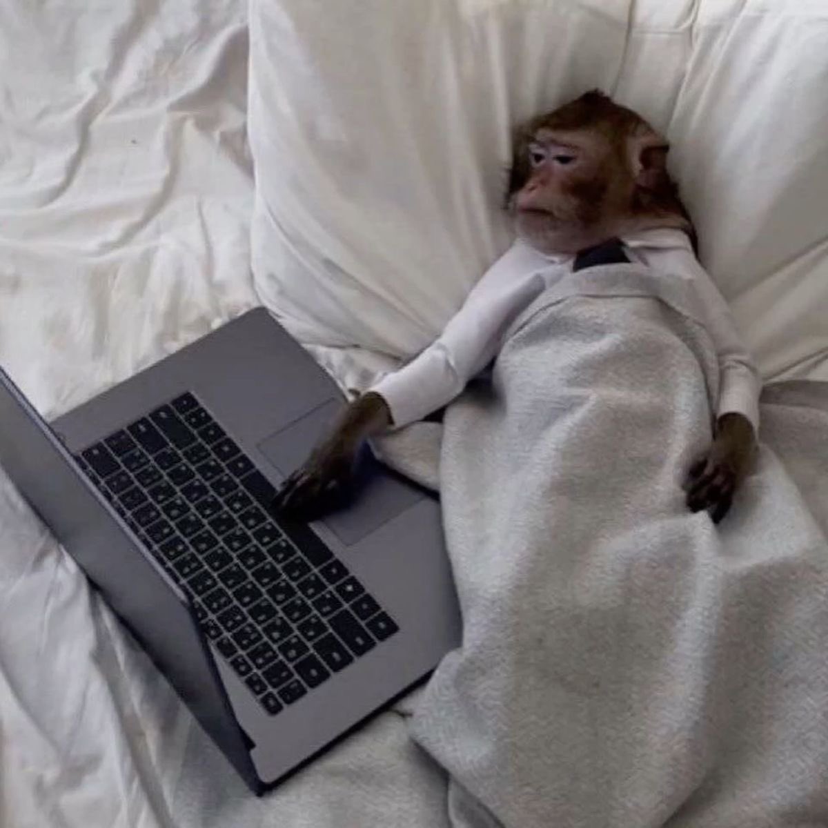 Abdullah tweet media