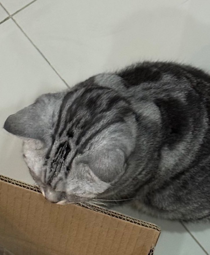 𝑩𝒆𝒄𝒄≽^•༚• ྀིྀ≼ tweet media