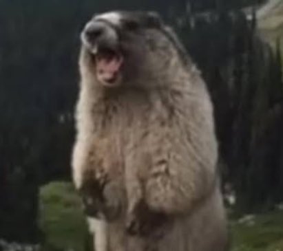 だっっ...！ tweet media