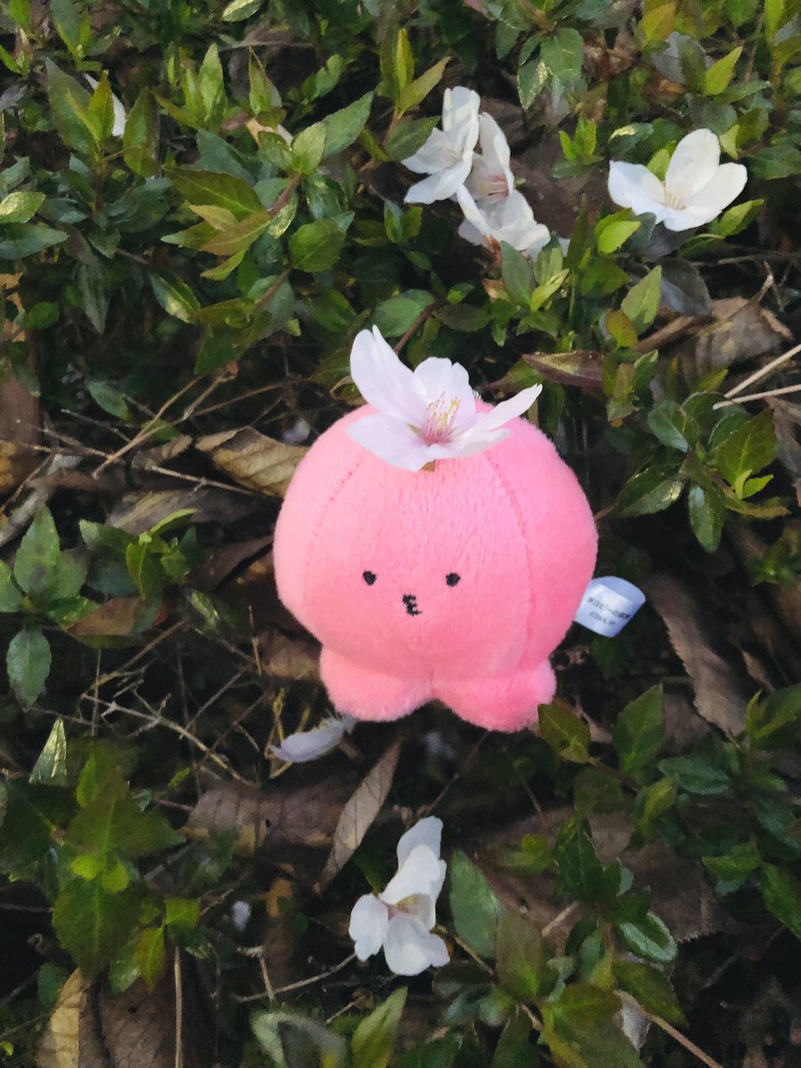 ミシマ@球体生命 tweet media