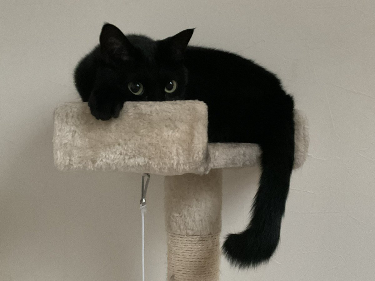 めあ@CLT tweet media