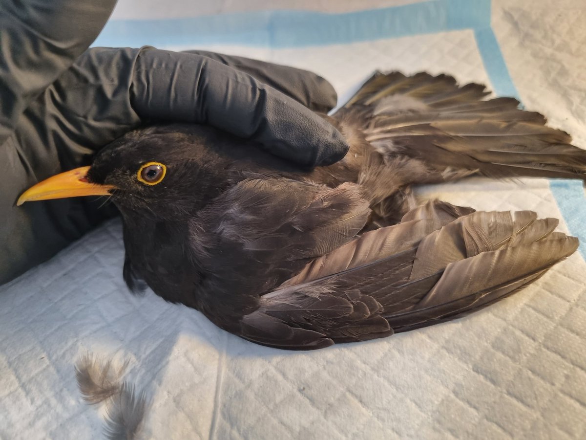 Viechertante tweet media