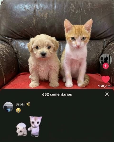 Cool Cat Society tweet media