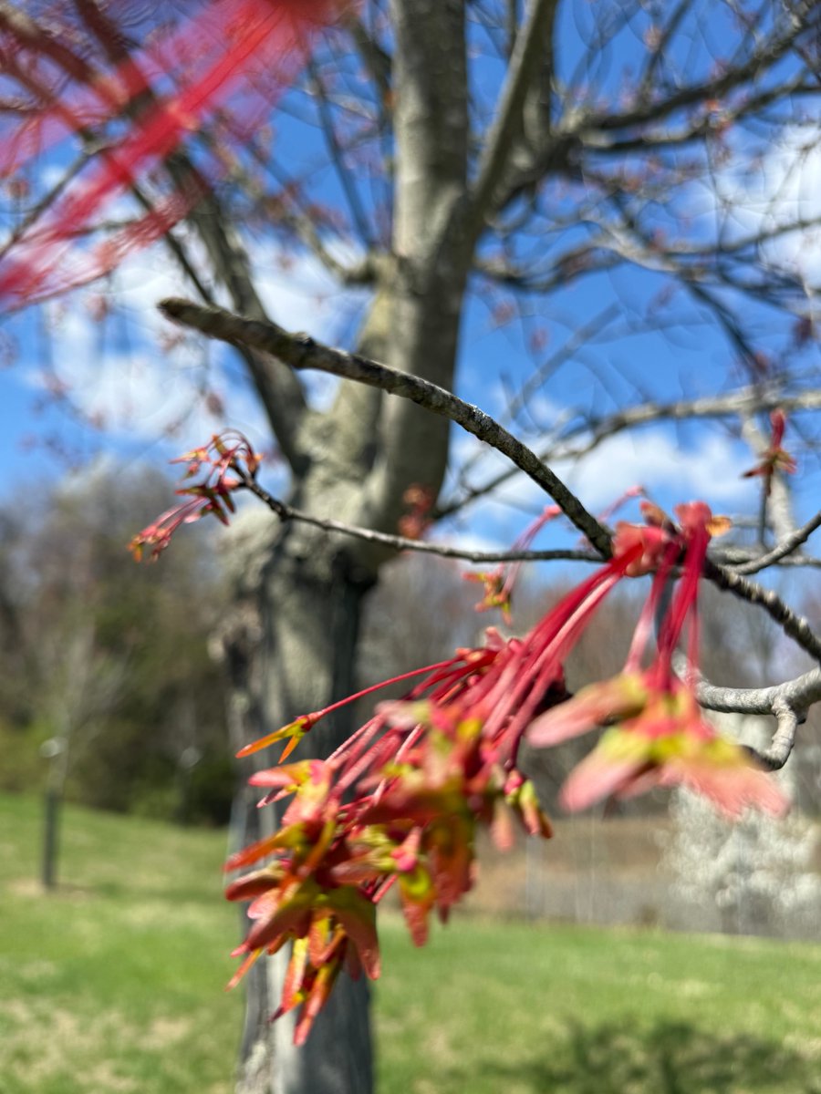 trugratitude's tweet image. Blooming and blowing in the wind today. Experimenting with #MondayMood #NatureMonday #NaturePhotography