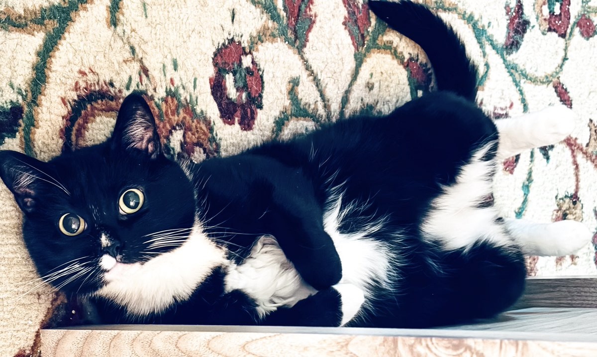 SusanCalman's tweet image. Susan's #CatOfTheDay is Georgia.

Thank you @ALAuchter for sharing this pic!