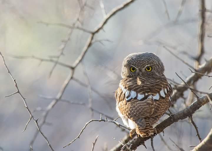 Martín Toc tweet media