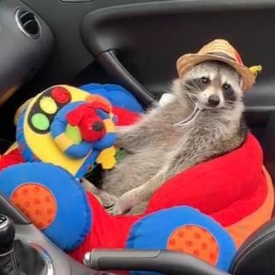 Raccoons Hourly tweet media