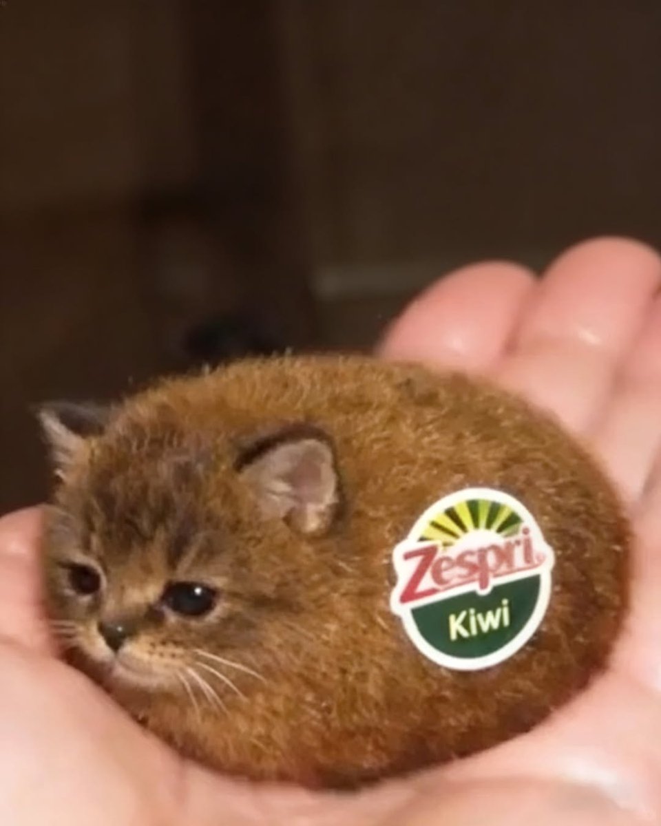 🇵🇸☭ فيليكس 𒉭 tweet media