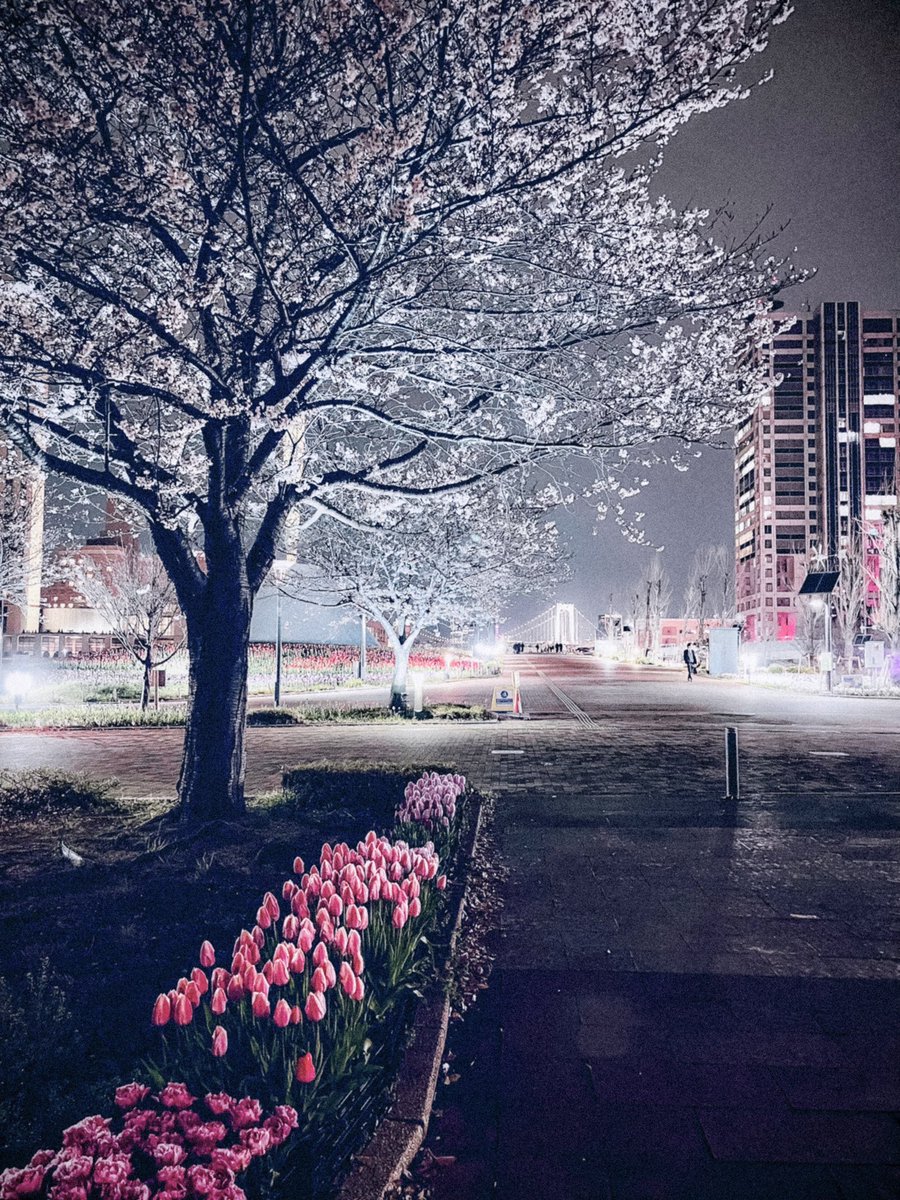 SAK. 🎙️ tweet media