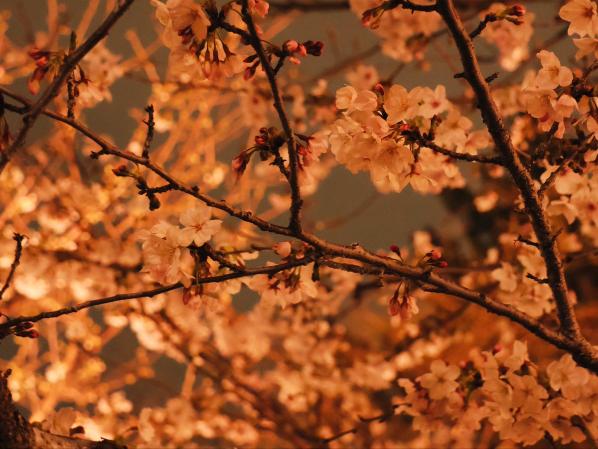 すみ𖦞 tweet media