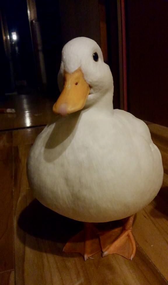 The Duck Poster tweet media