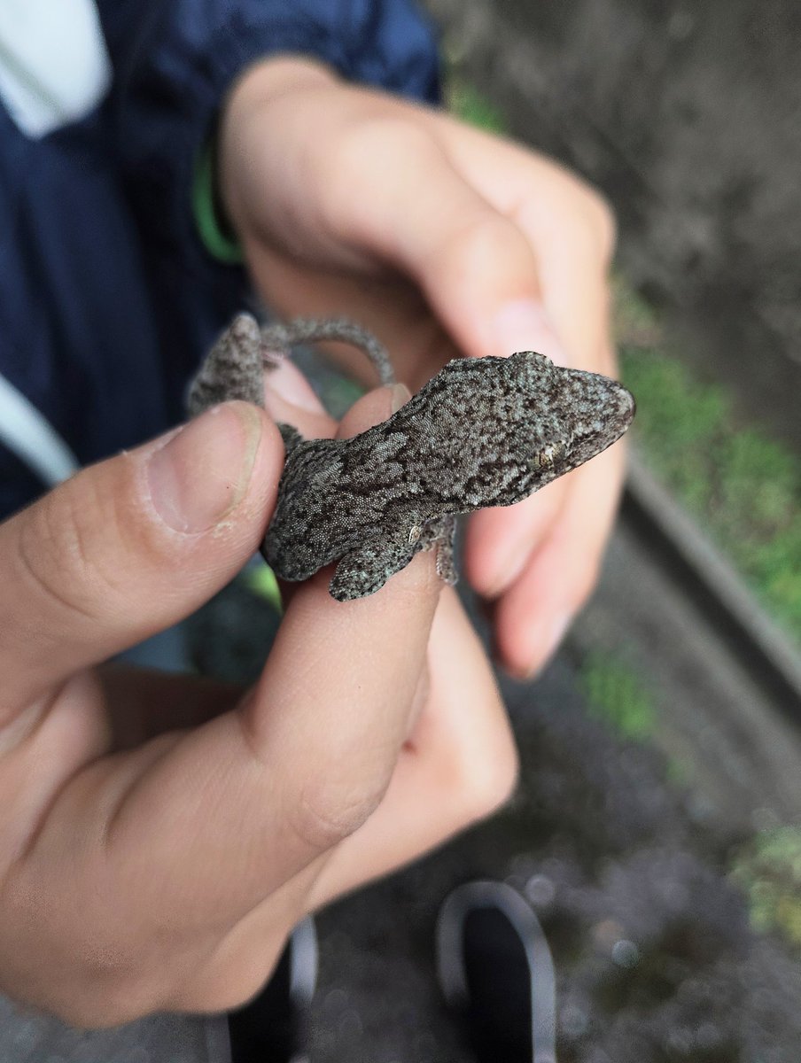 いもいもムシムシ tweet media