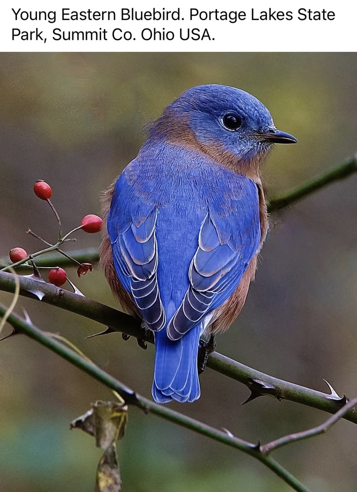 Untamed Path tweet media