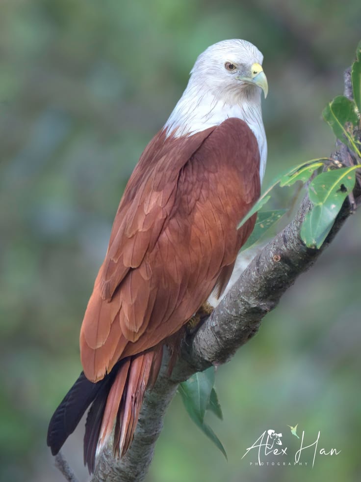 Untamed Path tweet media