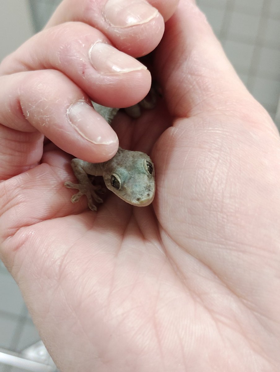 いもいもムシムシ tweet media