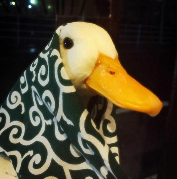 The Duck Poster tweet media