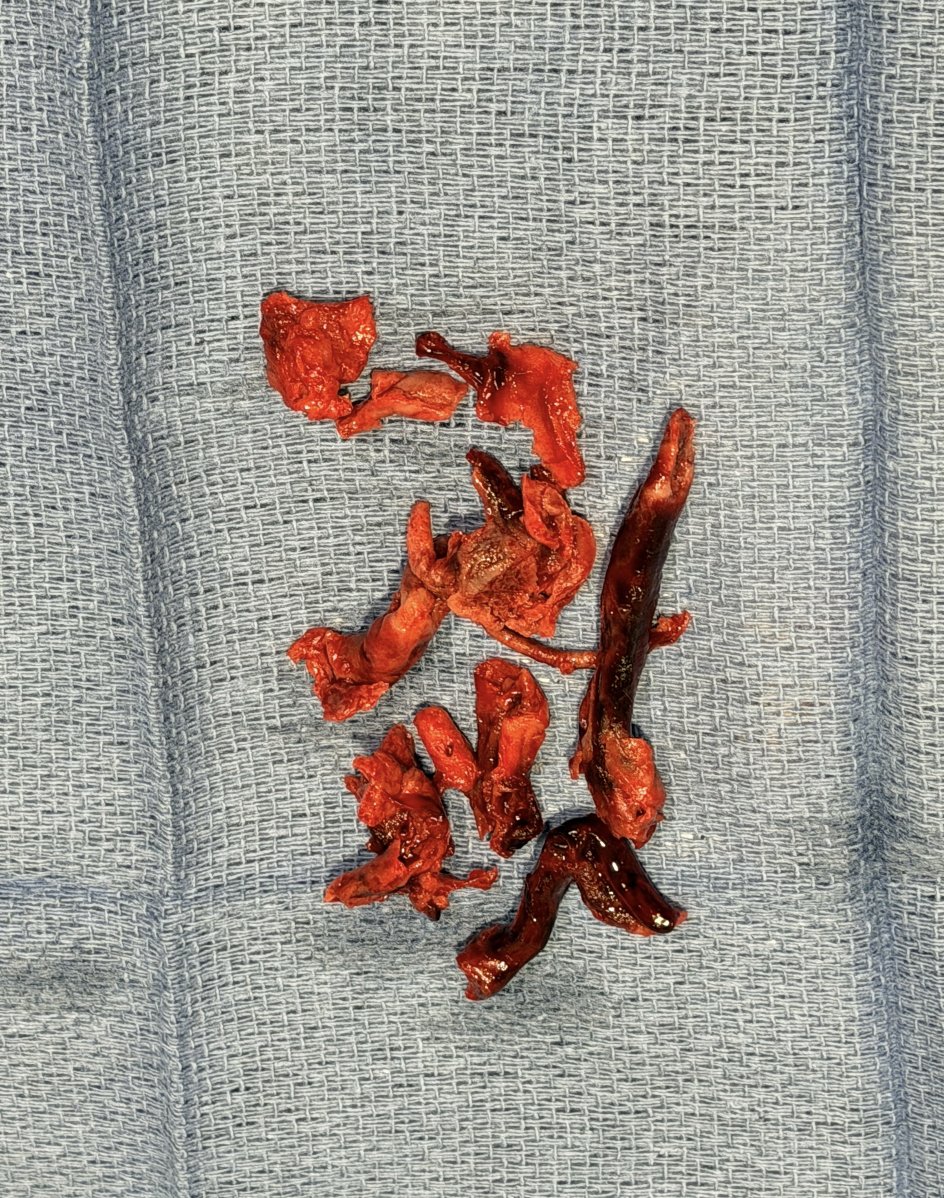 Austin Bourgeois tweet media