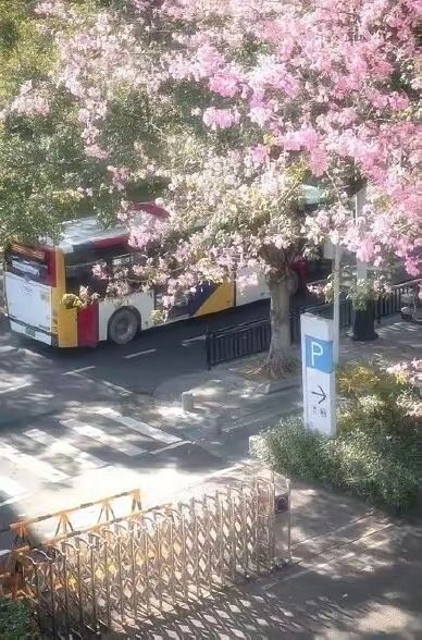 Shanghai Daily tweet media