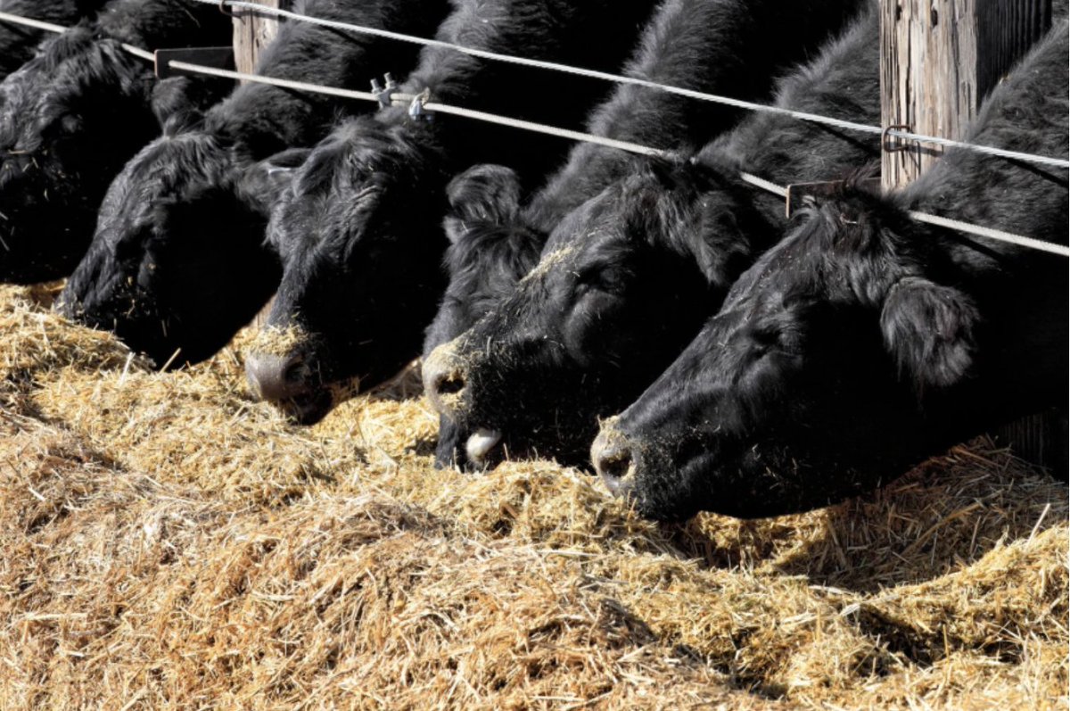 BeefWeb.com tweet media