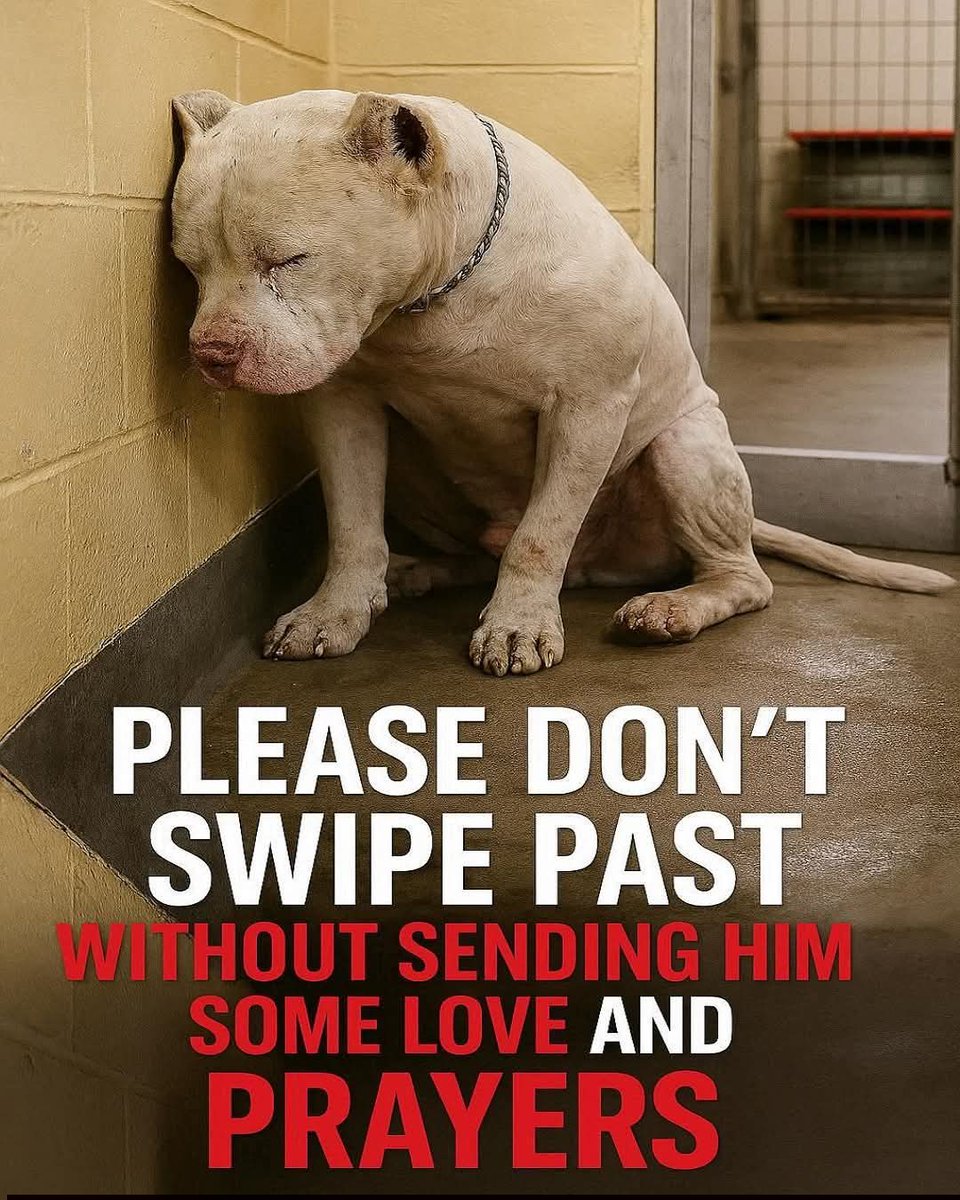 Alice 👑 tweet media